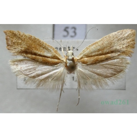Ypsolopha lucella (Fabricius, 1775) Czech53